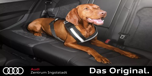 Original Audi Hundeschutzgurt Größe L für Rücksitzbank – 8X0019409B Original Audi Hundeschutzgurt Größe L für Rücksitzbank – 8X0019409B